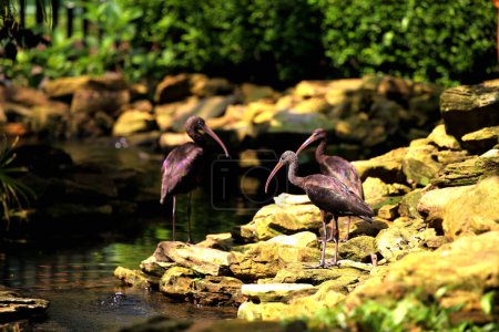Plegadis falcinellus, o el brillante ibis. Esta especie de ave acuática tiene un pico largo y curvado hacia abajo, un cuello largo y plumas oscuras con un color metálico que se ve brillante al sol..