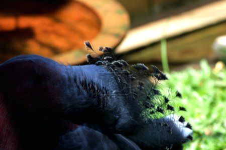 Le Pigeon couronné de l'Ouest ou Mambruk ubiaat, en langage scientifique Goura cristata, est la plus grande espèce de pigeon au monde, avec une belle crête sur la tête qui ressemble à une couronne..