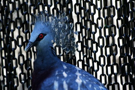 Paloma Coronada Occidental o Ubiaat Mambruk, en lenguaje científico Goura cristata, es la especie de paloma más grande del mundo, con una hermosa cresta en su cabeza que se asemeja a una corona.