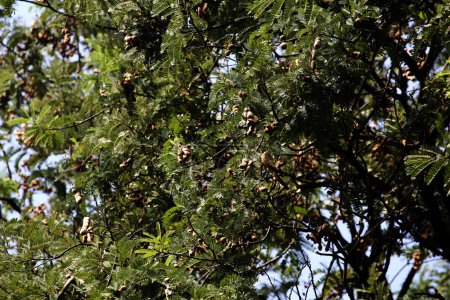 Tamarin ou Tamarindus indica est un type de fruit qui a un goût aigre ; ainsi que le nom de l'arbre qui le produit, qui appartient encore à la famille des Fabaceae.