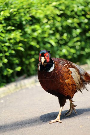 The common pheasant or Phasianus colchicus is a bird in the pheasant family.