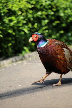 The common pheasant or Phasianus colchicus is a bird in the pheasant family.