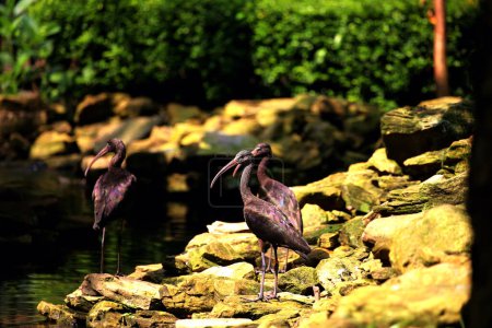 Plegadis falcinellus, ou l'ibis brillant. Cette espèce d'oiseau aquatique a un long bec courbé vers le bas, un long cou et des plumes foncées avec une couleur métallique qui semble brillante au soleil..