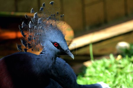 Western Crowned-Pigeon or Mambruk ubiaat, in scientific language Goura cristata, is the largest species of pigeon in the world, having a beautiful crest on its head that resembles a crown.