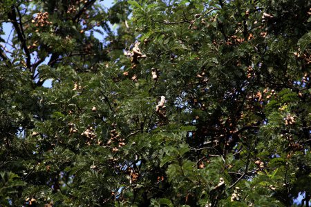 Tamarin ou Tamarindus indica est un type de fruit qui a un goût aigre ; ainsi que le nom de l'arbre qui le produit, qui appartient encore à la famille des Fabaceae.