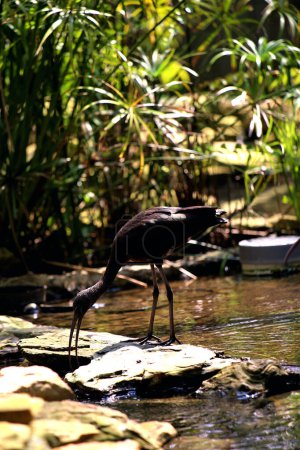 Plegadis falcinellus oder der Hochglanzibis. Diese Wasservogelart hat einen langen, nach unten gebogenen Schnabel, einen langen Hals und dunkle Federn mit einer metallischen Farbe, die in der Sonne glänzend aussieht..