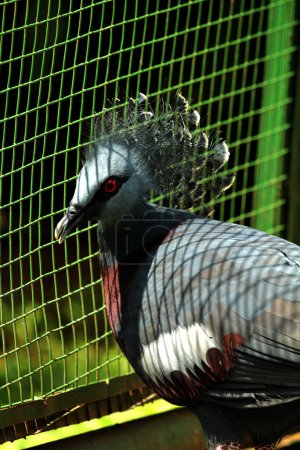 Westliche Kronentaube oder Mambruk ubiaat, in der wissenschaftlichen Sprache Goura cristata, ist die größte Taubenart der Welt, mit einem schönen Kamm auf dem Kopf, der einer Krone ähnelt.