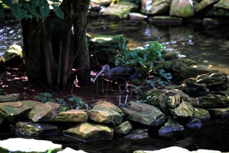 Plegadis falcinellus, ou l'ibis brillant. Cette espèce d'oiseau aquatique a un long bec courbé vers le bas, un long cou et des plumes foncées avec une couleur métallique qui semble brillante au soleil..