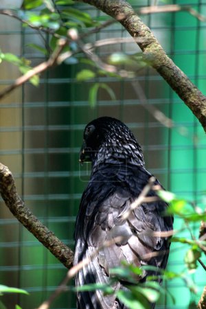 Petit perroquet Vasa - Coracopsis nigra, oiseau endémique unique 