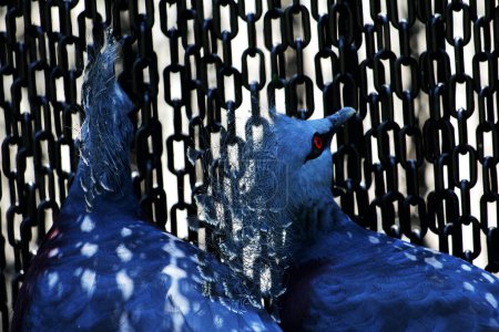 Le Pigeon couronné de l'Ouest ou Mambruk ubiaat, en langage scientifique Goura cristata, est la plus grande espèce de pigeon au monde, avec une belle crête sur la tête qui ressemble à une couronne..