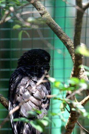 Lesser Vasa Parrot - Coracopsis nigra, unique endemic bird 