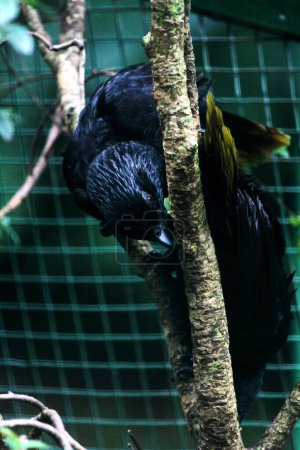 Lesser Vasa Parrot - Coracopsis nigra, unique endemic bird 