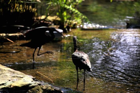 Plegadis falcinellus oder der Hochglanzibis. Diese Wasservogelart hat einen langen, nach unten gebogenen Schnabel, einen langen Hals und dunkle Federn mit einer metallischen Farbe, die in der Sonne glänzend aussieht..