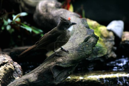 Ochraceous Bulbul (Alophoixus ochraceus) or brown white-throated bulbul perch in nature wildlife habitat