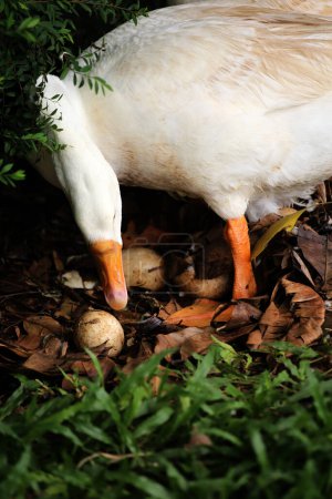 Foto de Un ganso doméstico es un ganso que los humanos han domesticado y mantenido para su carne, huevos o plumas. - Imagen libre de derechos