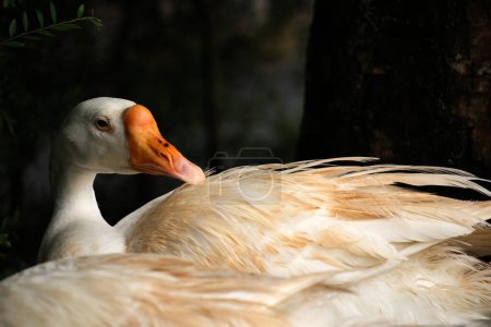 Photo for A domestic goose is a goose that humans have domesticated and kept for their meat, eggs, or down feathers. - Royalty Free Image