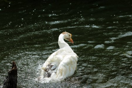 A domestic goose is a goose that humans have domesticated and kept for their meat, eggs, or down feathers.
