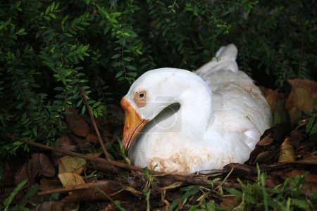 Foto de Un ganso doméstico es un ganso que los humanos han domesticado y mantenido para su carne, huevos o plumas. - Imagen libre de derechos