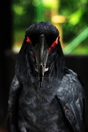 Foto de La cacatúa rey o Probosciger aterrimus, también conocida como la cacatúa goliath o gran cacatúa negra. - Imagen libre de derechos