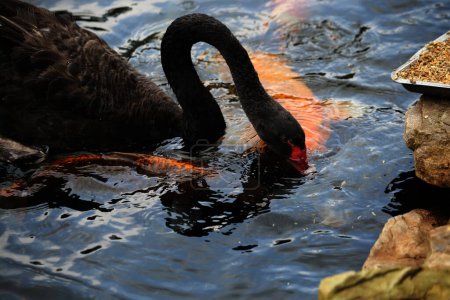 Photo for Cygnus atratus or Black Swan, is a species of water bird with a striking appearance with a graceful nature. The feathers are predominantly black and the bill is striking red. - Royalty Free Image