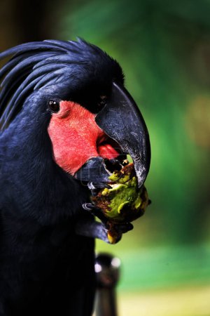 Der Königskakadu oder Probosciger aterrimus, auch als Goliath-Kakadu oder großer schwarzer Kakadu bekannt.