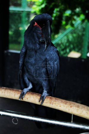 The king cockatoo or Probosciger aterrimus, also known as the goliath cockatoo or great black cockatoo.