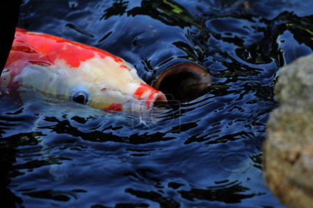 Téléchargez les photos : Un groupe de poissons koï dans un étang clair. - en image libre de droit