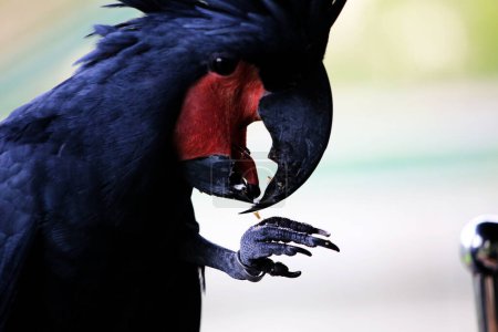 La cacatúa rey o Probosciger aterrimus, también conocida como la cacatúa goliath o gran cacatúa negra.