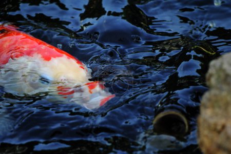 Téléchargez les photos : Un groupe de poissons koï dans un étang clair. - en image libre de droit
