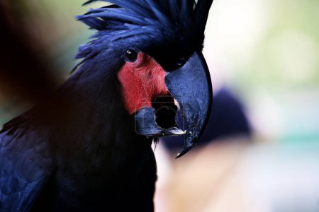 La cacatúa rey o Probosciger aterrimus, también conocida como la cacatúa goliath o gran cacatúa negra.