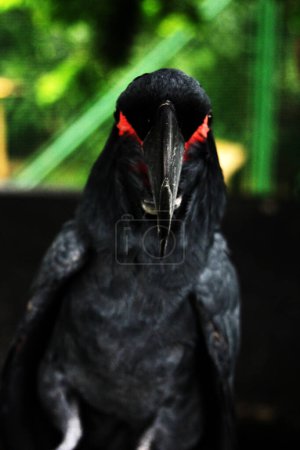 Photo for The king cockatoo or Probosciger aterrimus, also known as the goliath cockatoo or great black cockatoo. - Royalty Free Image