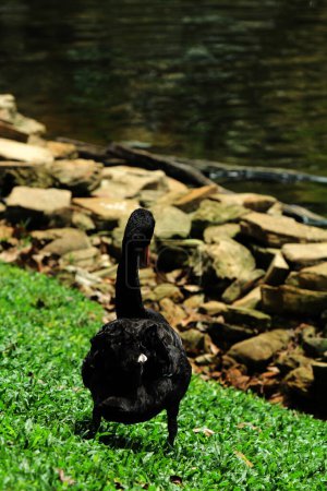 Téléchargez les photos : Cygnus atratus ou Cygne noir, est une espèce d'oiseau d'eau avec un aspect frappant avec une nature gracieuse. Les plumes sont principalement noires et le bec est rouge frappant. - en image libre de droit