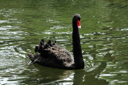 Foto de Cygnus atratus o Cisne Negro, es una especie de ave acuática con un aspecto llamativo con una naturaleza agraciada. Las plumas son predominantemente negras y el pico es rojo llamativo. - Imagen libre de derechos