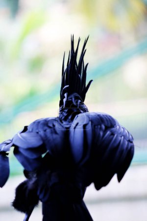 Foto de La cacatúa rey o Probosciger aterrimus, también conocida como la cacatúa goliath o gran cacatúa negra. - Imagen libre de derechos