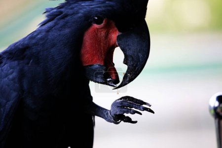 Der Königskakadu oder Probosciger aterrimus, auch als Goliath-Kakadu oder großer schwarzer Kakadu bekannt.