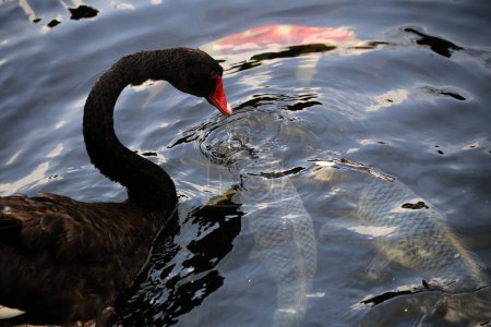 Photo for Cygnus atratus or Black Swan, is a species of water bird with a striking appearance with a graceful nature. The feathers are predominantly black and the bill is striking red. - Royalty Free Image