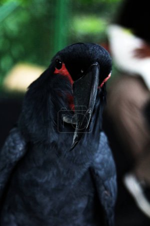 Photo for The king cockatoo or Probosciger aterrimus, also known as the goliath cockatoo or great black cockatoo. - Royalty Free Image
