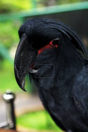 The king cockatoo or Probosciger aterrimus, also known as the goliath cockatoo or great black cockatoo.