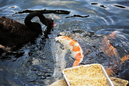Foto de Cygnus atratus o Cisne Negro, es una especie de ave acuática con un aspecto llamativo con una naturaleza agraciada. Las plumas son predominantemente negras y el pico es rojo llamativo. - Imagen libre de derechos
