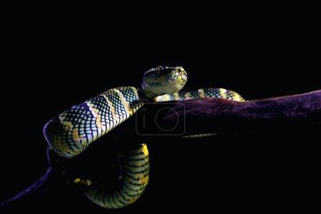 Foto de Víbora del templo en lenguaje científico Tropidolaemus wagleri es un tipo de serpiente venenosa de la tribu Crotalinae.. - Imagen libre de derechos