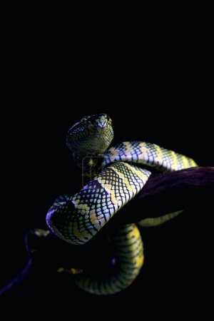 Foto de Temple viper in scientific language Tropidolaemus wagleri is a type of venomous tree snake from the Crotalinae tribe. - Imagen libre de derechos