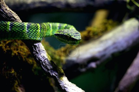 Photo for Temple viper in scientific language Tropidolaemus wagleri is a type of venomous tree snake from the Crotalinae tribe. - Royalty Free Image