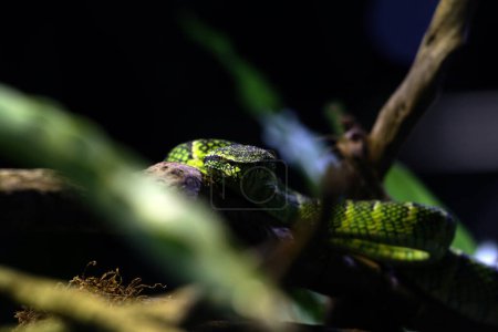 Foto de Víbora del templo en lenguaje científico Tropidolaemus wagleri es un tipo de serpiente venenosa de la tribu Crotalinae.. - Imagen libre de derechos
