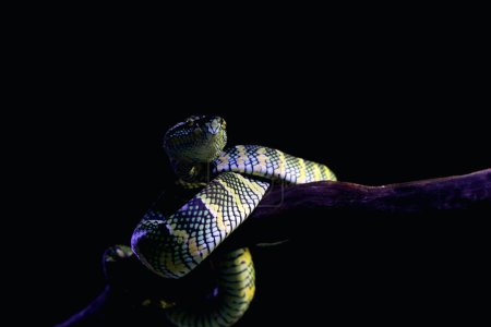 Téléchargez les photos : La vipère du Temple en langage scientifique Tropidolaemus wagleri est un type de serpent venimeux de la tribu des Crotalinae.. - en image libre de droit