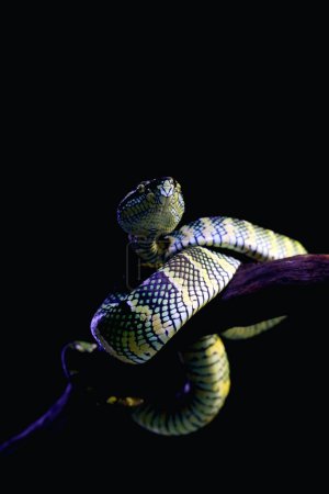 Víbora del templo en lenguaje científico Tropidolaemus wagleri es un tipo de serpiente venenosa de la tribu Crotalinae..
