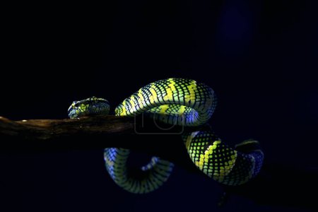 La vipère du Temple en langage scientifique Tropidolaemus wagleri est un type de serpent venimeux de la tribu des Crotalinae..