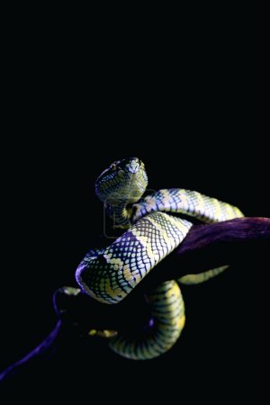 Temple viper in scientific language Tropidolaemus wagleri is a type of venomous tree snake from the Crotalinae tribe.