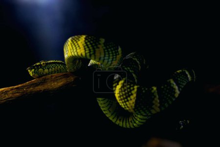 Photo for Temple viper in scientific language Tropidolaemus wagleri is a type of venomous tree snake from the Crotalinae tribe. - Royalty Free Image
