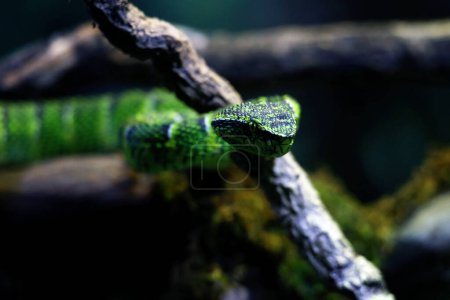 Téléchargez les photos : La vipère du Temple en langage scientifique Tropidolaemus wagleri est un type de serpent venimeux de la tribu des Crotalinae.. - en image libre de droit