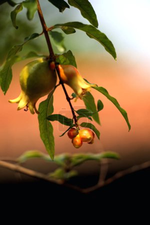Granatapfel oder Punica granatum, wird oft als Zierpflanze, Heilpflanze oder weil seine Früchte essbar sind, in Gärten gepflanzt.